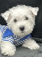 Gus, a male West Highland White Terrier for sale in Scurry, TX – 1 of 4