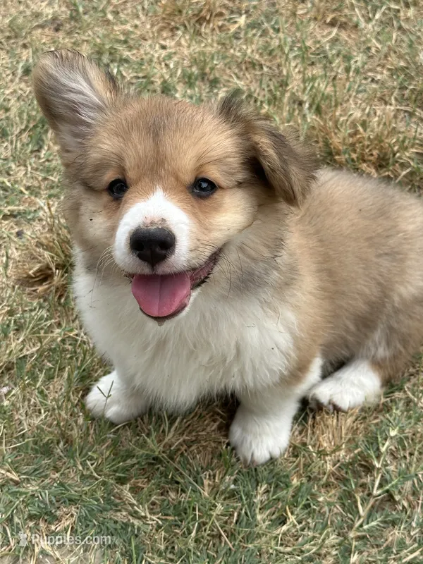 Tex – Pembroke Welsh Corgi puppy on hold in Scurry, TX