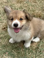 Tex, a male Pembroke Welsh Corgi for sale in Scurry, TX – 1 of 2