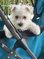 Beau, a male West Highland White Terrier for sale in Scurry, TX – 4 of 4