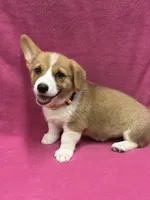 Dora, a female Pembroke Welsh Corgi for sale in Scurry, TX – 4 of 6
