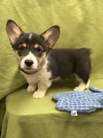 Remi, a male Pembroke Welsh Corgi for sale in Scurry, TX – 3 of 5