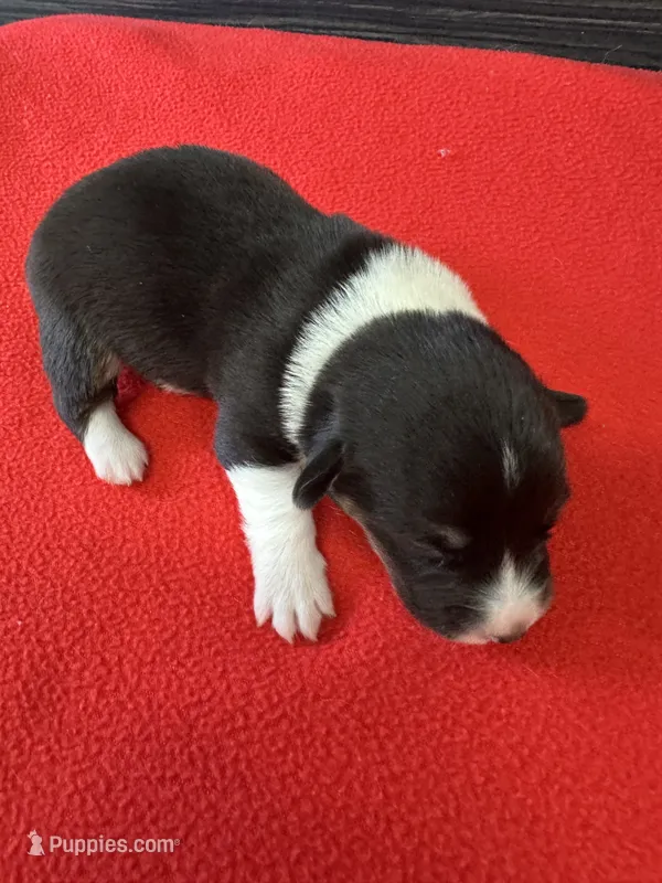 Jaxson – Pembroke Welsh Corgi puppy for sale in Scurry, TX