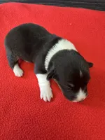 Jaxson, a male Pembroke Welsh Corgi for sale in Scurry, TX – 1 of 2