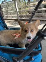 Charlie, a male Pembroke Welsh Corgi for sale in Scurry, TX – 5 of 6