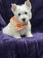 Betty Lou, a female West Highland White Terrier for sale in Scurry, TX – 5 of 5