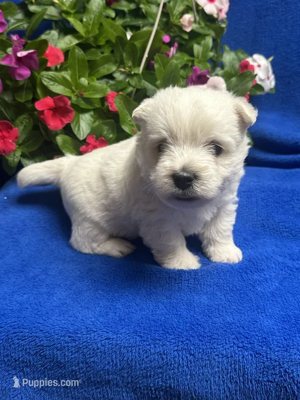Winston, a male West Highland White Terrier for sale in Scurry, TX – Photo 1 of 1