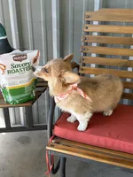 Charlie, a male Pembroke Welsh Corgi for sale in Scurry, TX – 6 of 6