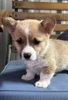 Lola, a female Pembroke Welsh Corgi for sale in Scurry, TX – Photo 1 of 3