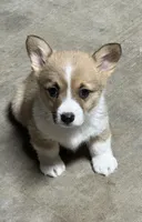 Lola, a female Pembroke Welsh Corgi for sale in Scurry, TX – Photo 2 of 3