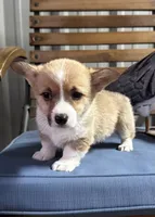 Lola, a female Pembroke Welsh Corgi for sale in Scurry, TX – Photo 3 of 3