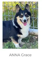 Dora, a female Pembroke Welsh Corgi for sale in Scurry, TX – 5 of 6