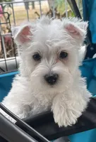 Beau, a male West Highland White Terrier for sale in Scurry, TX – 2 of 4