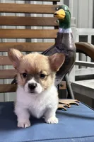 Rocky, a male Pembroke Welsh Corgi for sale in Scurry, TX – Photo 1 of 3