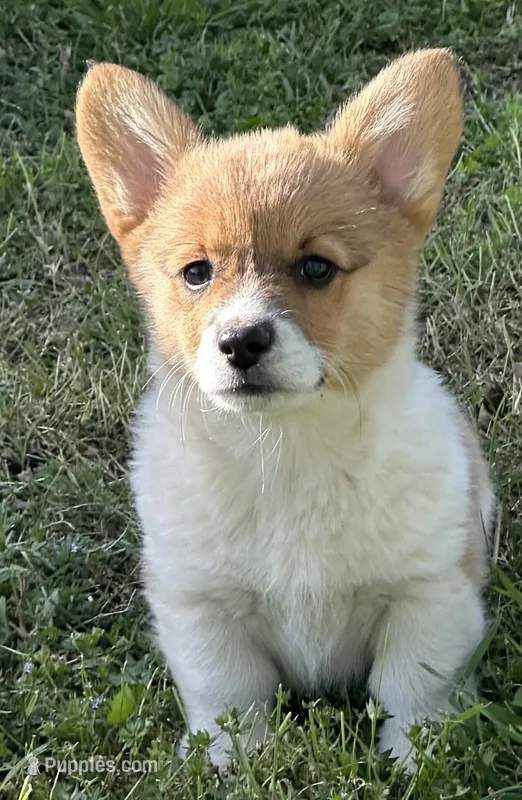 Rocky – Pembroke Welsh Corgi puppy for sale in Scurry, TX