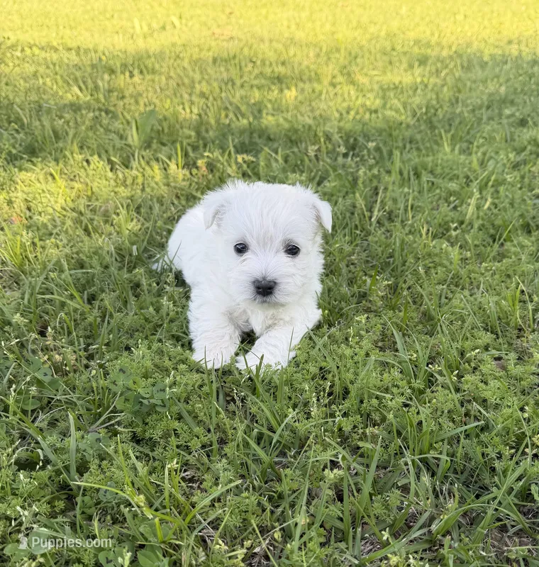Buddy – West Highland White Terrier puppy for sale in Scurry, TX
