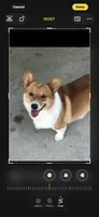 Dora, a female Pembroke Welsh Corgi for sale in Scurry, TX – 6 of 6