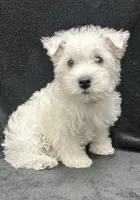 Gus, a male West Highland White Terrier for sale in Scurry, TX – 2 of 4