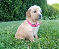 Halle, a female Golden Retriever for sale in Bremen, IN – 3 of 4