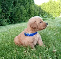 Hunter, a male Golden Retriever for sale in Bremen, IN – 4 of 4