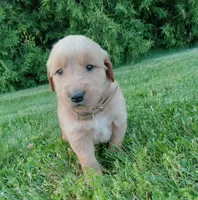 Heath, a male Golden Retriever for sale in Bremen, IN – 4 of 4