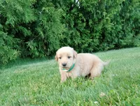 Hayden, a male Golden Retriever for sale in Bremen, IN – 3 of 4
