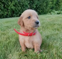 Harlow , a female Golden Retriever for sale in Bremen, IN – 2 of 4