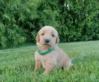 Hayden, a male Golden Retriever for sale in Bremen, IN – 2 of 4