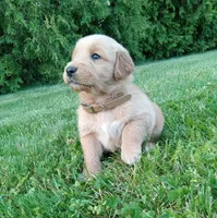 Heath, a male Golden Retriever for sale in Bremen, IN – 1 of 4