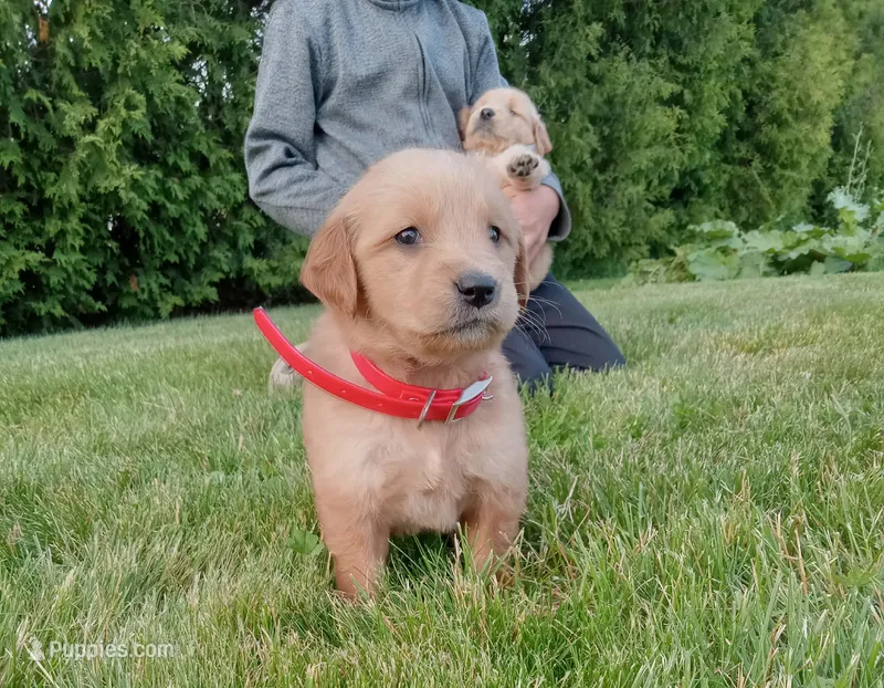 Harlow  – Golden Retriever puppy for sale in Bremen, IN