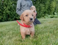 Harlow , a female Golden Retriever for sale in Bremen, IN – 1 of 4