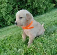 Harper, a female Golden Retriever for sale in Bremen, IN – 2 of 4