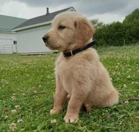 Hamilton , a male Golden Retriever for sale in Bremen, IN – 2 of 5
