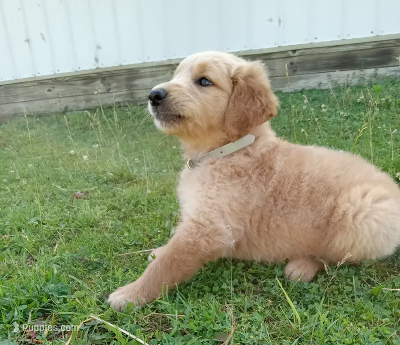 Hudson – Golden Retriever puppy for sale in Bremen, IN