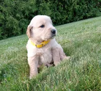 Henry , a male Golden Retriever for sale in Bremen, IN – 4 of 4