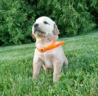 Harper, a female Golden Retriever for sale in Bremen, IN – 3 of 4