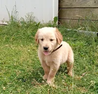 Hamilton , a male Golden Retriever for sale in Bremen, IN – 4 of 5