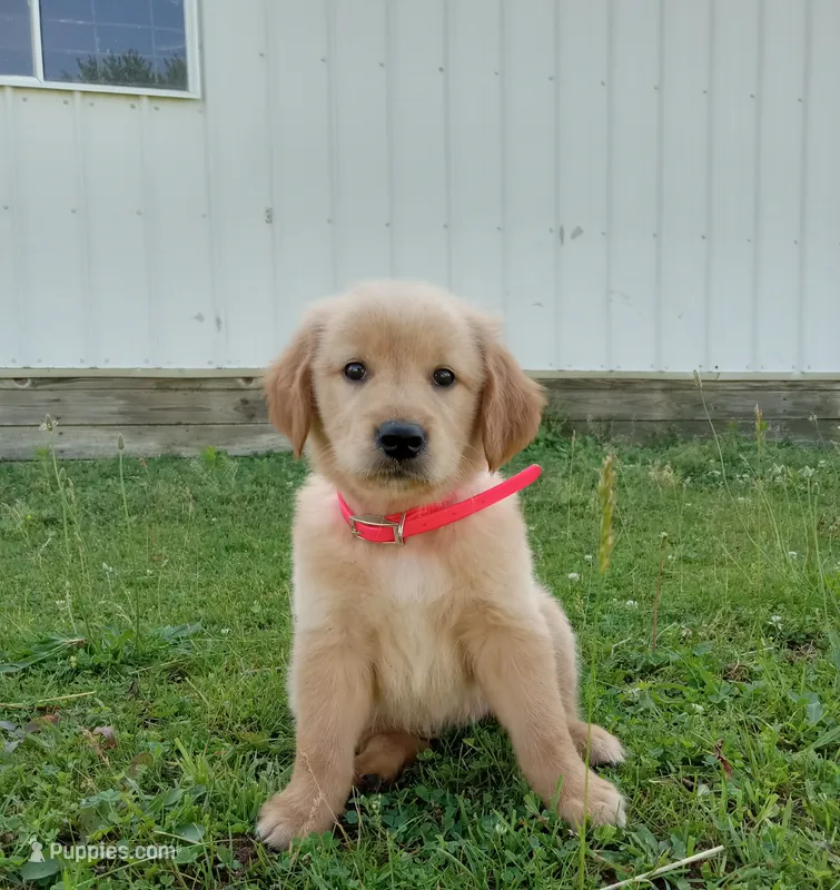 Halle – Golden Retriever puppy for sale in Bremen, IN
