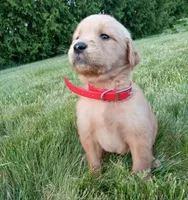 Harlow , a female Golden Retriever for sale in Bremen, IN – 4 of 4