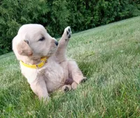 Henry , a male Golden Retriever for sale in Bremen, IN – 2 of 4