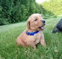 Hunter, a male Golden Retriever for sale in Bremen, IN – 3 of 4