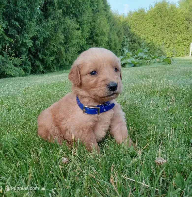 Hunter – Golden Retriever puppy for sale in Bremen, IN