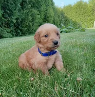 Hunter, a male Golden Retriever for sale in Bremen, IN – 1 of 4