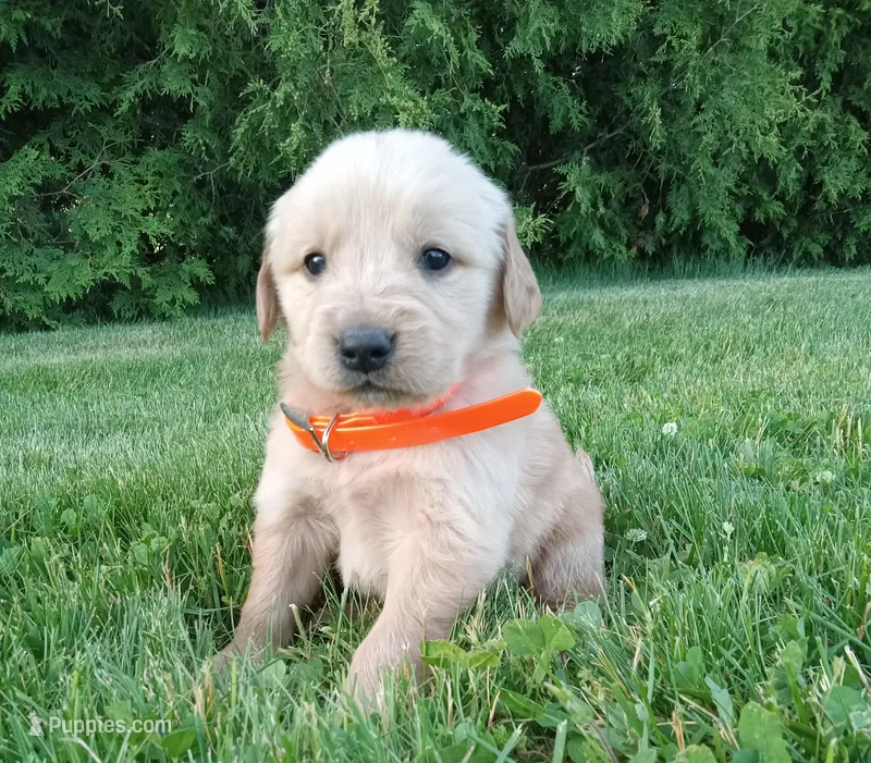 Harper – Golden Retriever puppy for sale in Bremen, IN