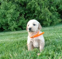 Harper, a female Golden Retriever for sale in Bremen, IN – 4 of 4