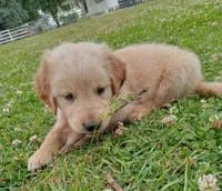 Hamilton , a male Golden Retriever for sale in Bremen, IN – 3 of 5