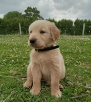 Hamilton , a male Golden Retriever for sale in Bremen, IN – 1 of 5