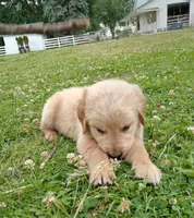 Hamilton , a male Golden Retriever for sale in Bremen, IN – 5 of 5
