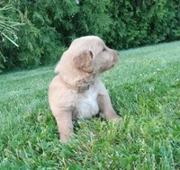 Heath, a male Golden Retriever for sale in Bremen, IN – 2 of 4