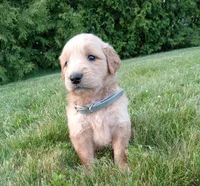 Hudson, a male Golden Retriever for sale in Bremen, IN – 2 of 4